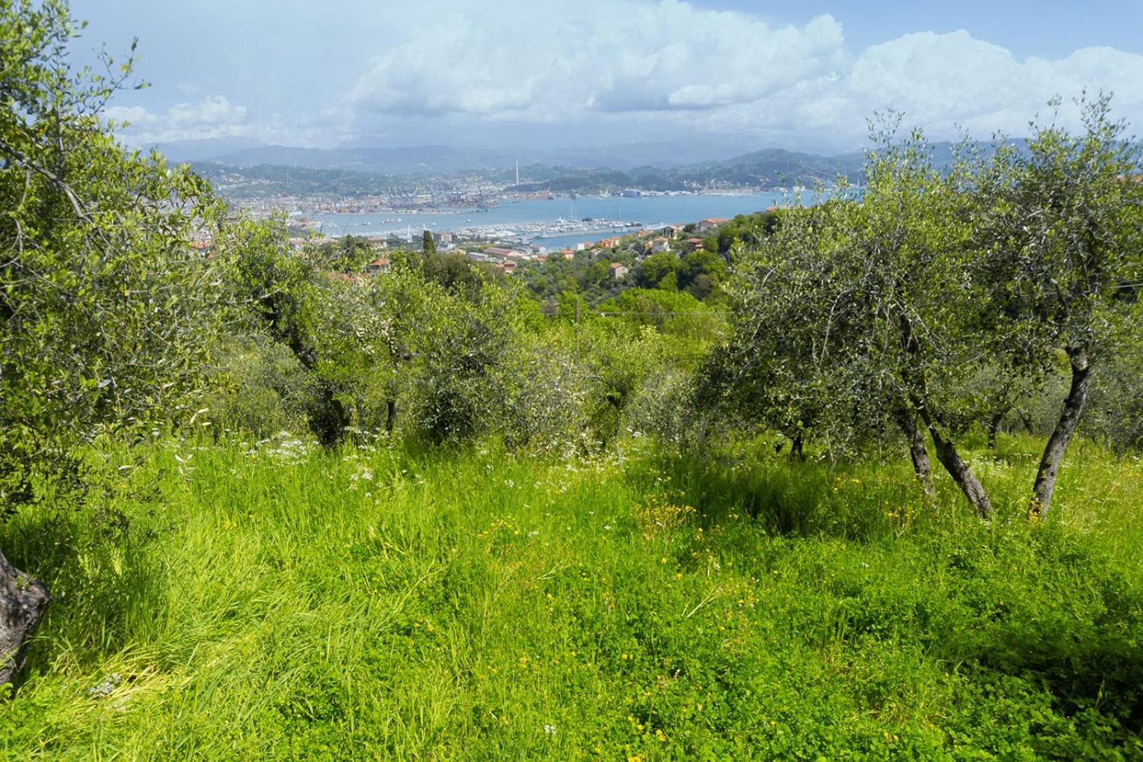 Gli Ulivi Sul Golfo E Le 5 Terre Διαμέρισμα Λα Σπέτσια Εξωτερικό φωτογραφία