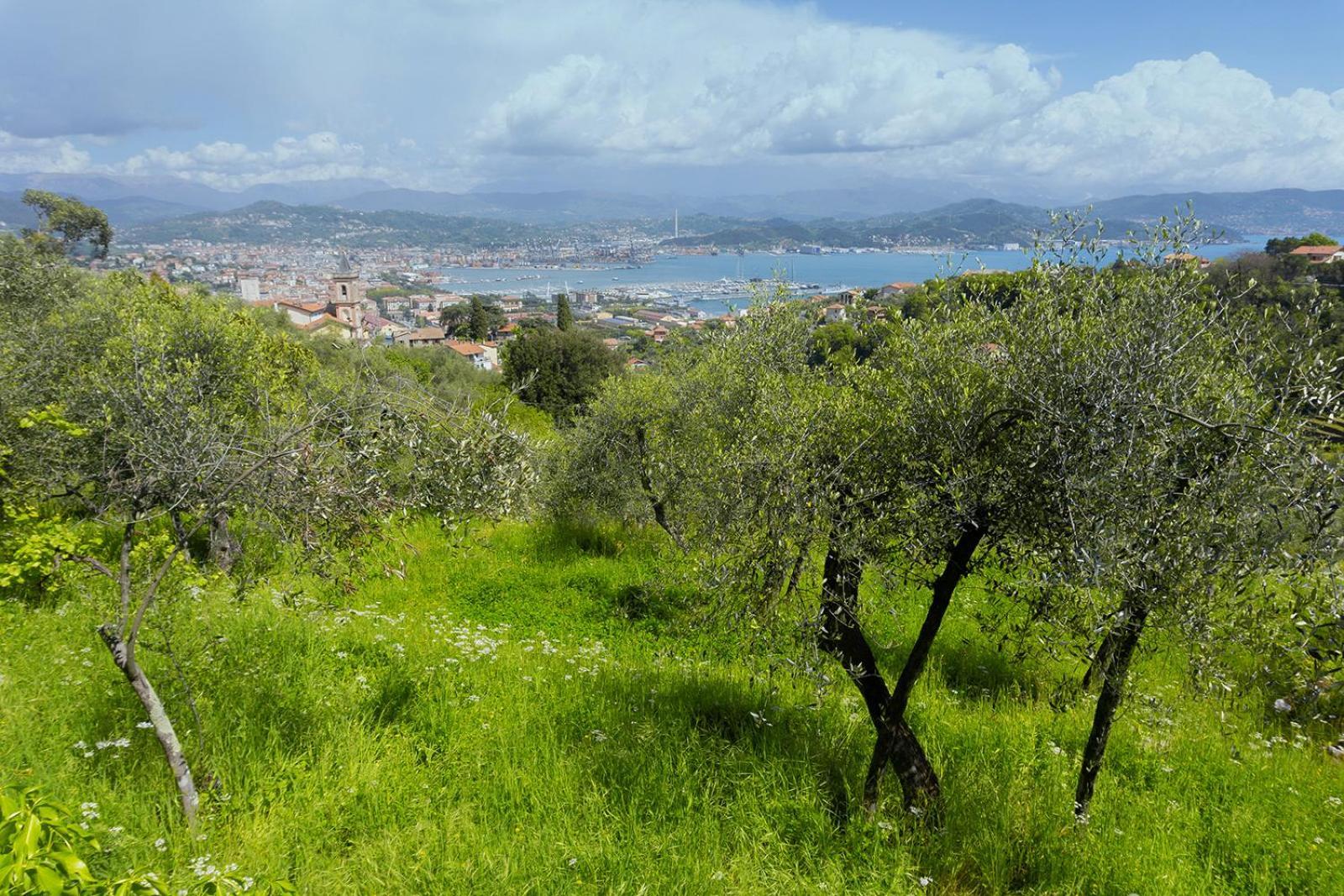 Gli Ulivi Sul Golfo E Le 5 Terre Διαμέρισμα Λα Σπέτσια Εξωτερικό φωτογραφία