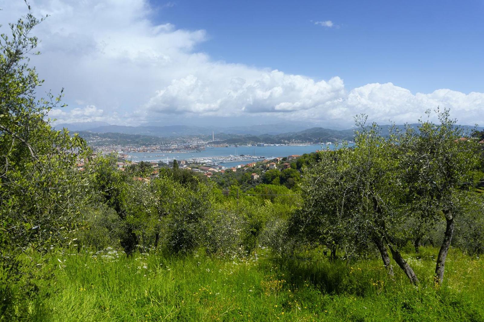 Gli Ulivi Sul Golfo E Le 5 Terre Διαμέρισμα Λα Σπέτσια Εξωτερικό φωτογραφία