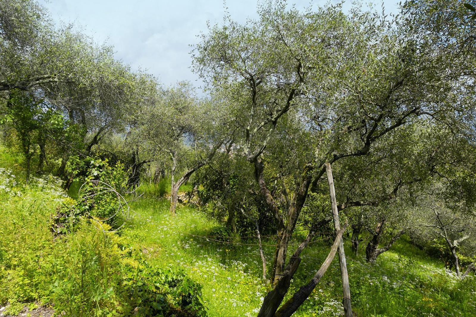 Gli Ulivi Sul Golfo E Le 5 Terre Διαμέρισμα Λα Σπέτσια Εξωτερικό φωτογραφία