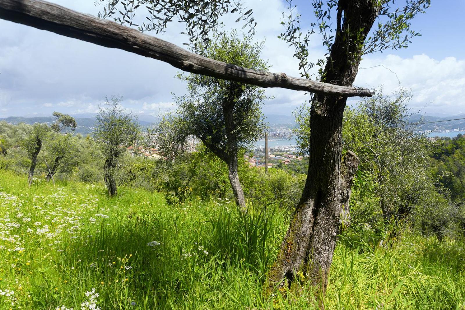 Gli Ulivi Sul Golfo E Le 5 Terre Διαμέρισμα Λα Σπέτσια Εξωτερικό φωτογραφία