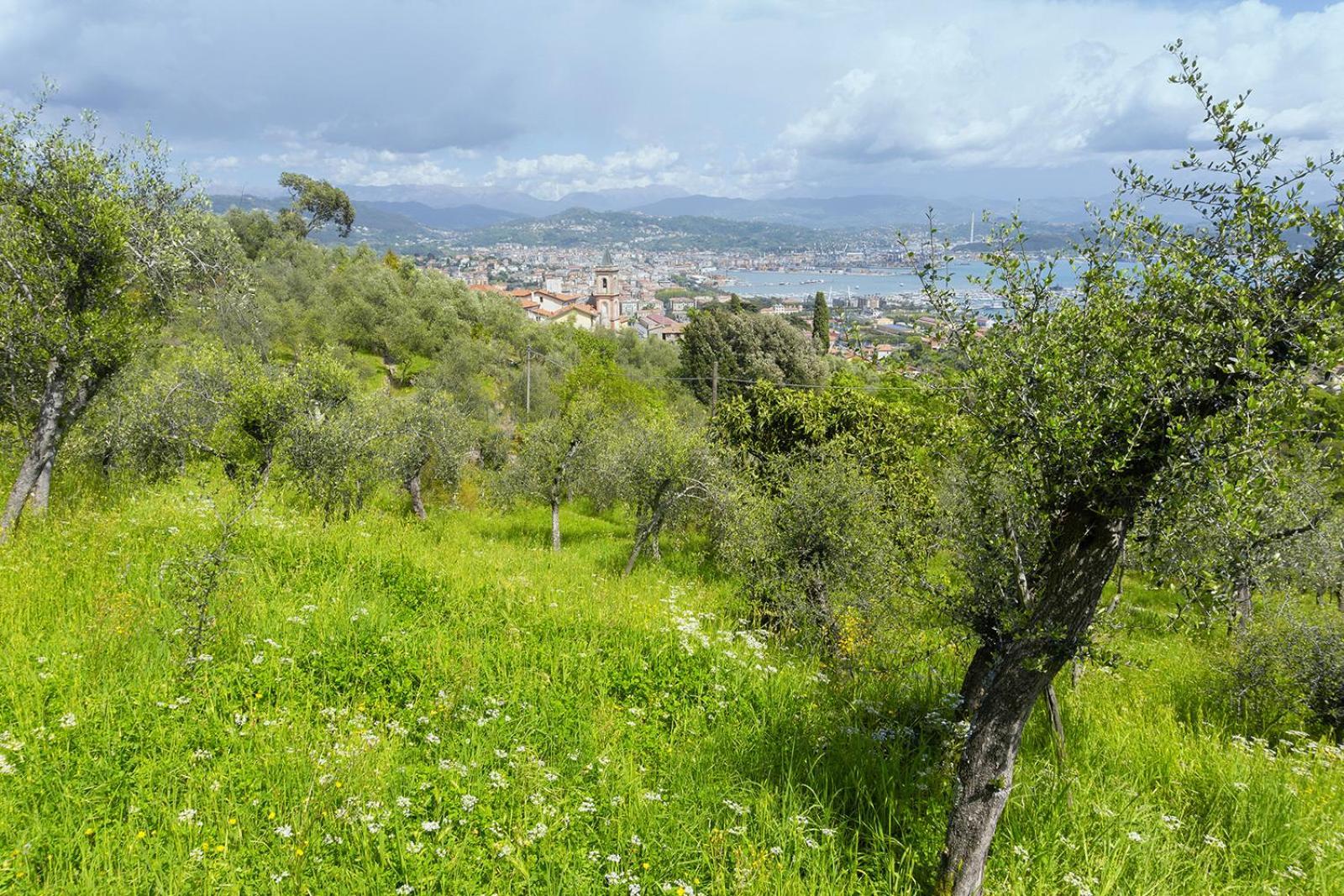 Gli Ulivi Sul Golfo E Le 5 Terre Διαμέρισμα Λα Σπέτσια Εξωτερικό φωτογραφία