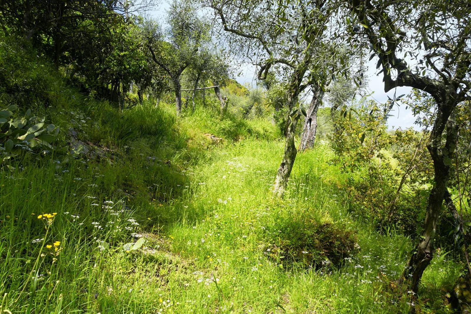 Gli Ulivi Sul Golfo E Le 5 Terre Διαμέρισμα Λα Σπέτσια Εξωτερικό φωτογραφία